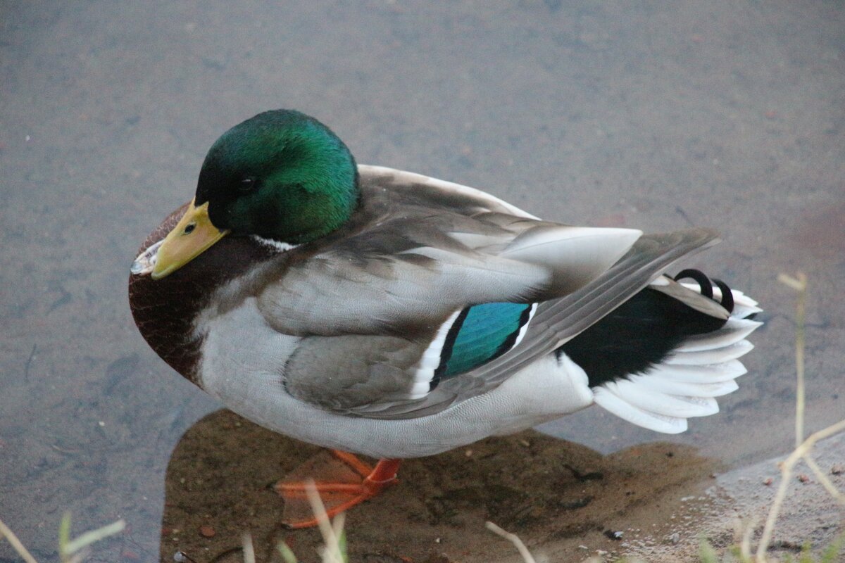 *** - Наталья Герасимова