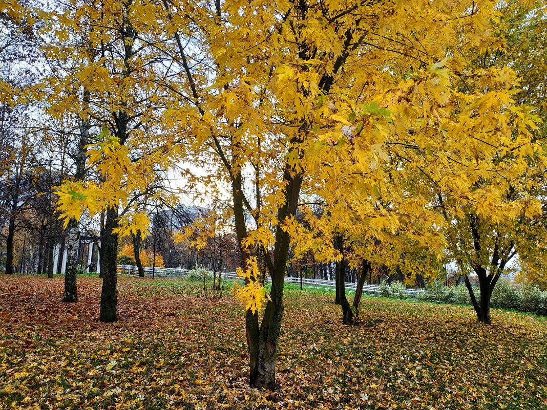 Остатки Золотой осени - Андрей Лукьянов