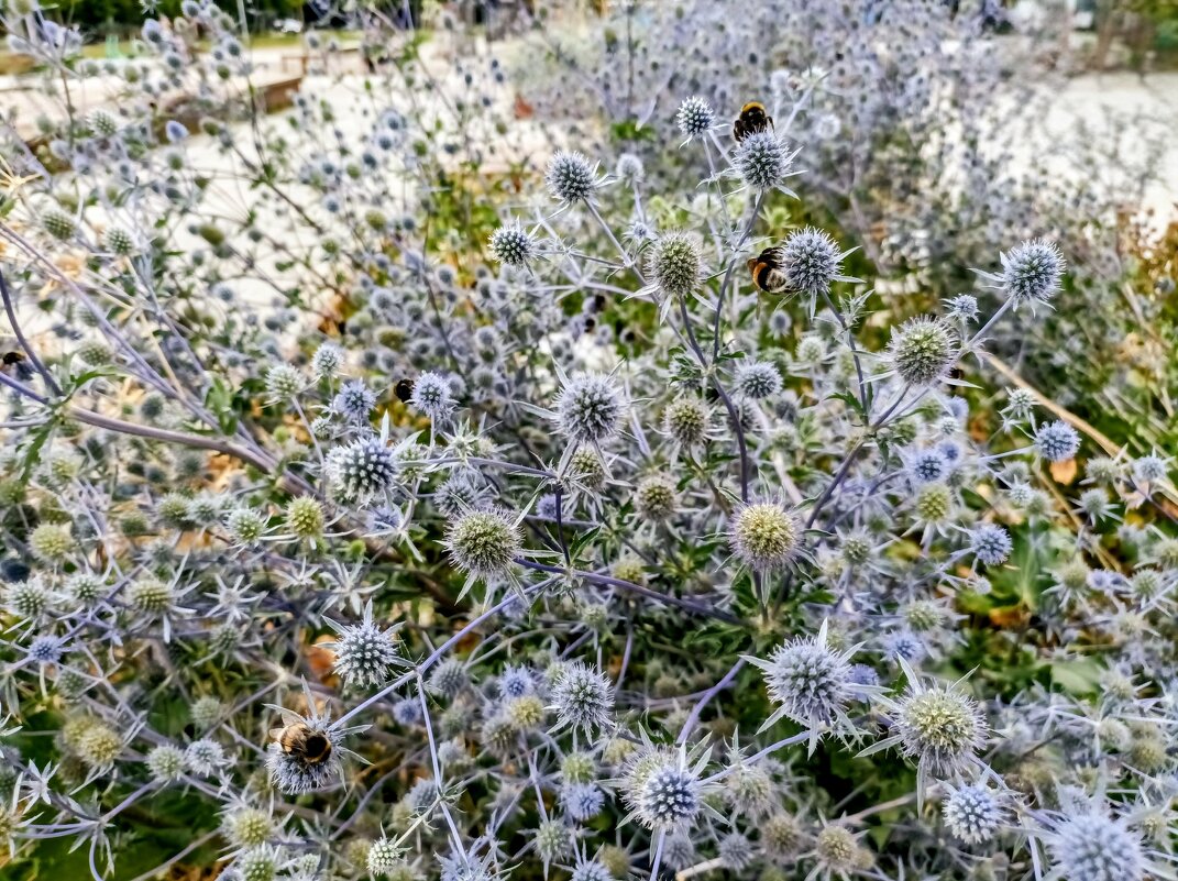 Синеголовники - Veera V Синеголовники - Veera V