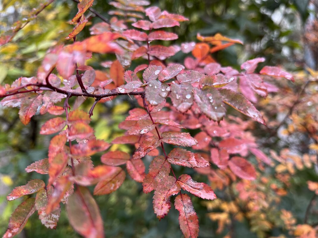 ***следы дождя*** - Olga Oskolkova