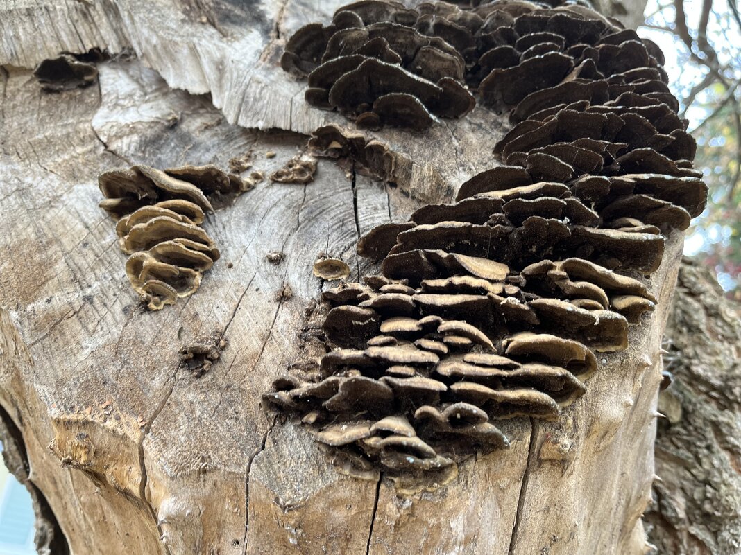 Загадка Природы - Olga Oskolkova