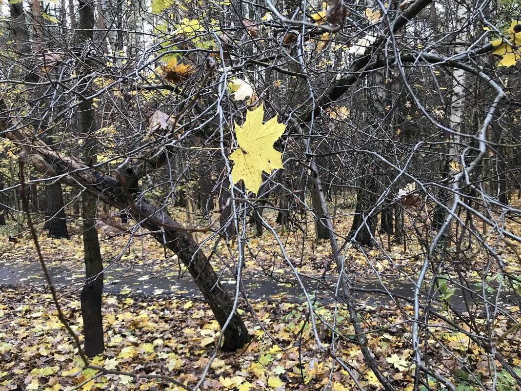 К- клён) - Любовь 