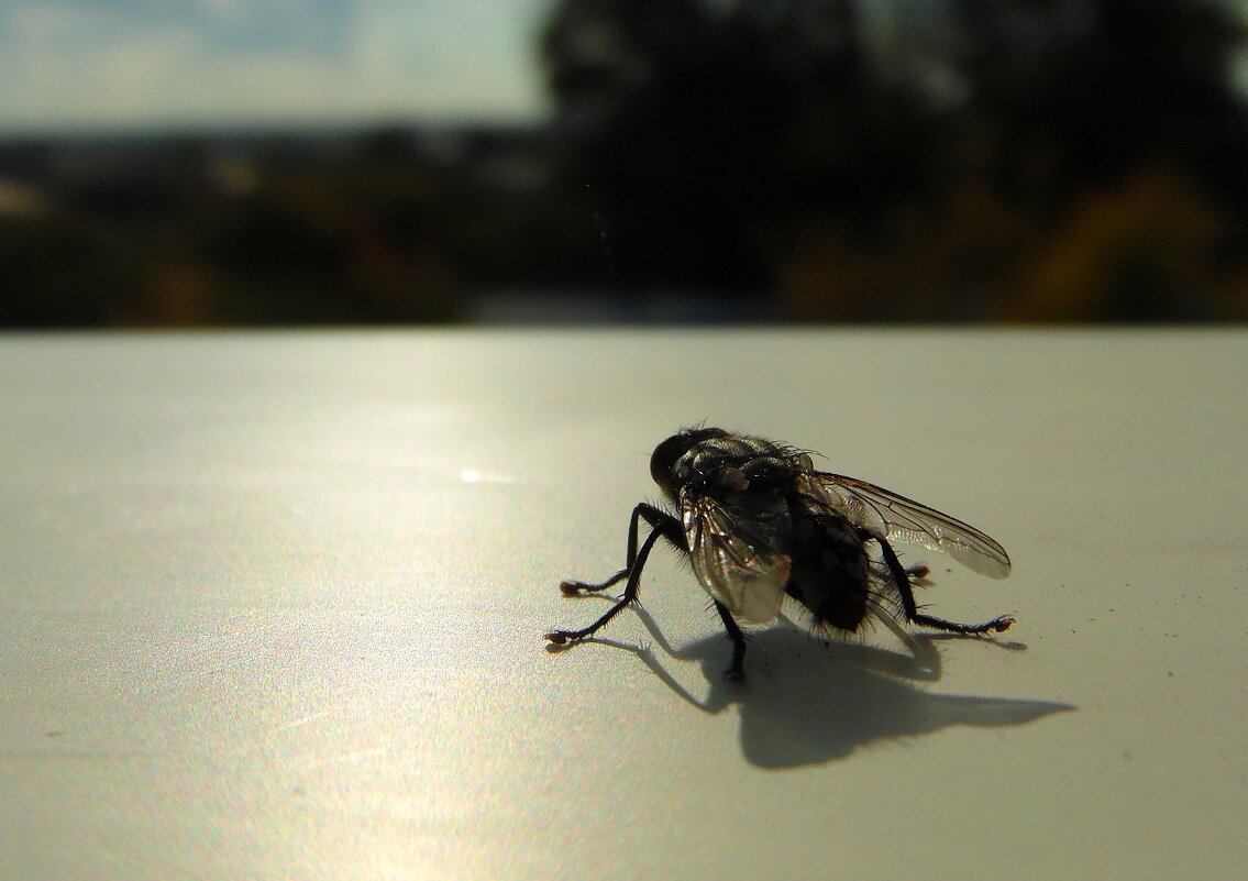 В дальний путь собралась... - nadyasilyuk Вознюк В дальний путь собралась... - nadyasilyuk Вознюк