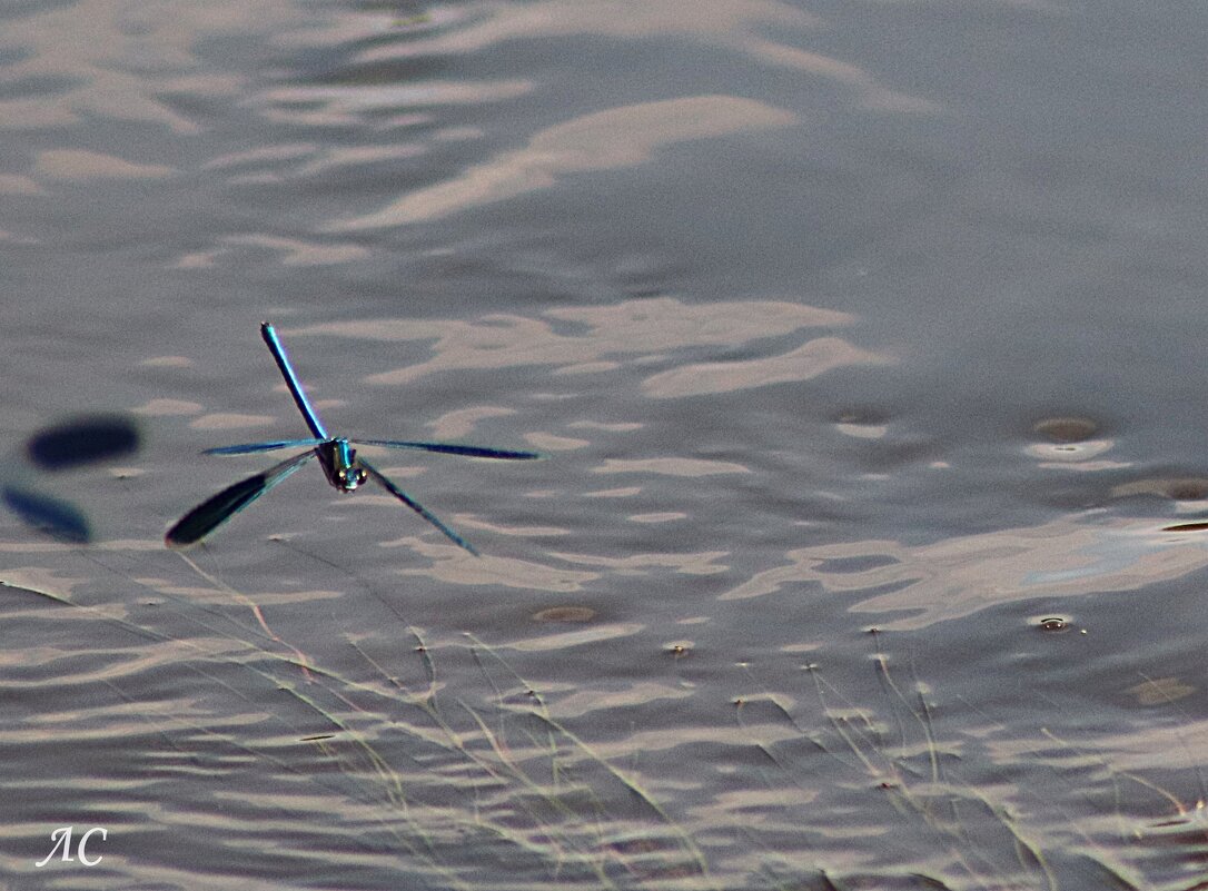 Красотка девушка в полёте - Любовь Сахарова