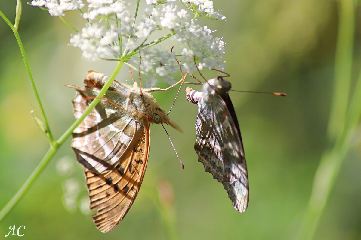 Шашечницы на рандеву - Любовь Сахарова