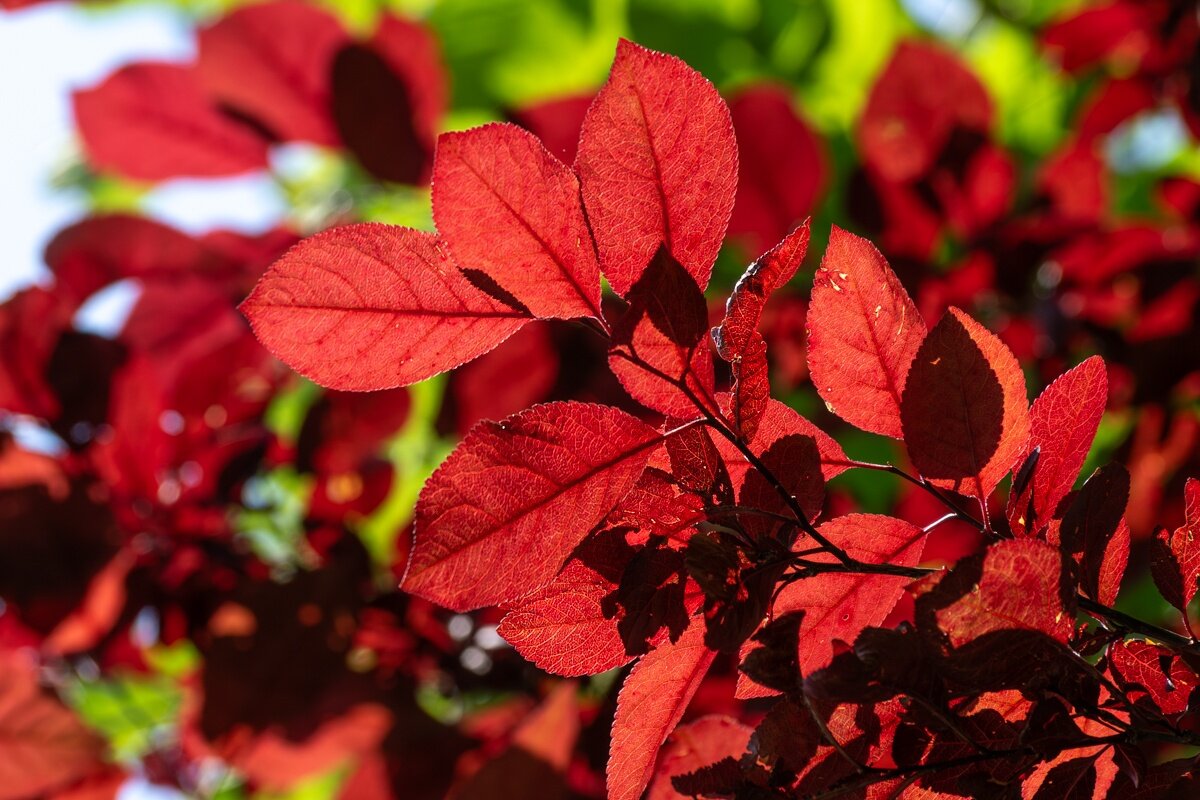 Скумпия - Игорь Сикорский Скумпия - Игорь Сикорский