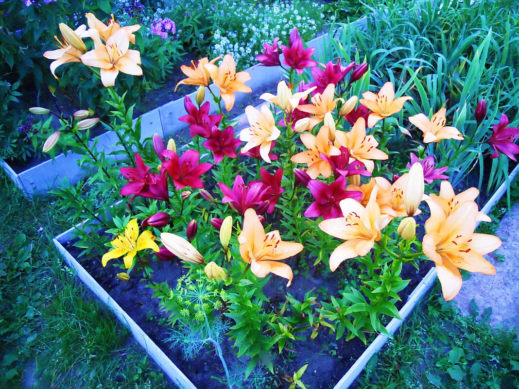 Цветы на даче - Александр Щеклеин