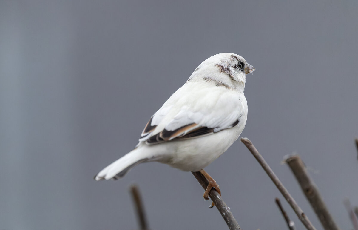 из жизни воробьев.белый воробей. - юрий макаров