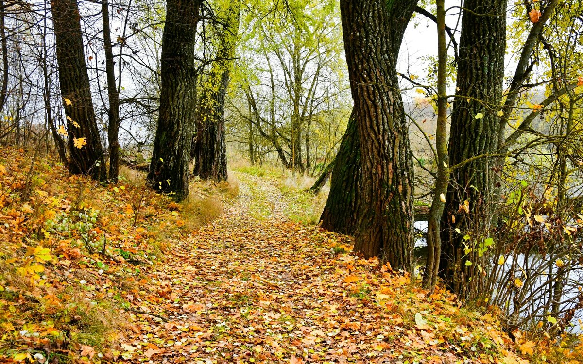 Осенний лес. - Милешкин Владимир Алексеевич 