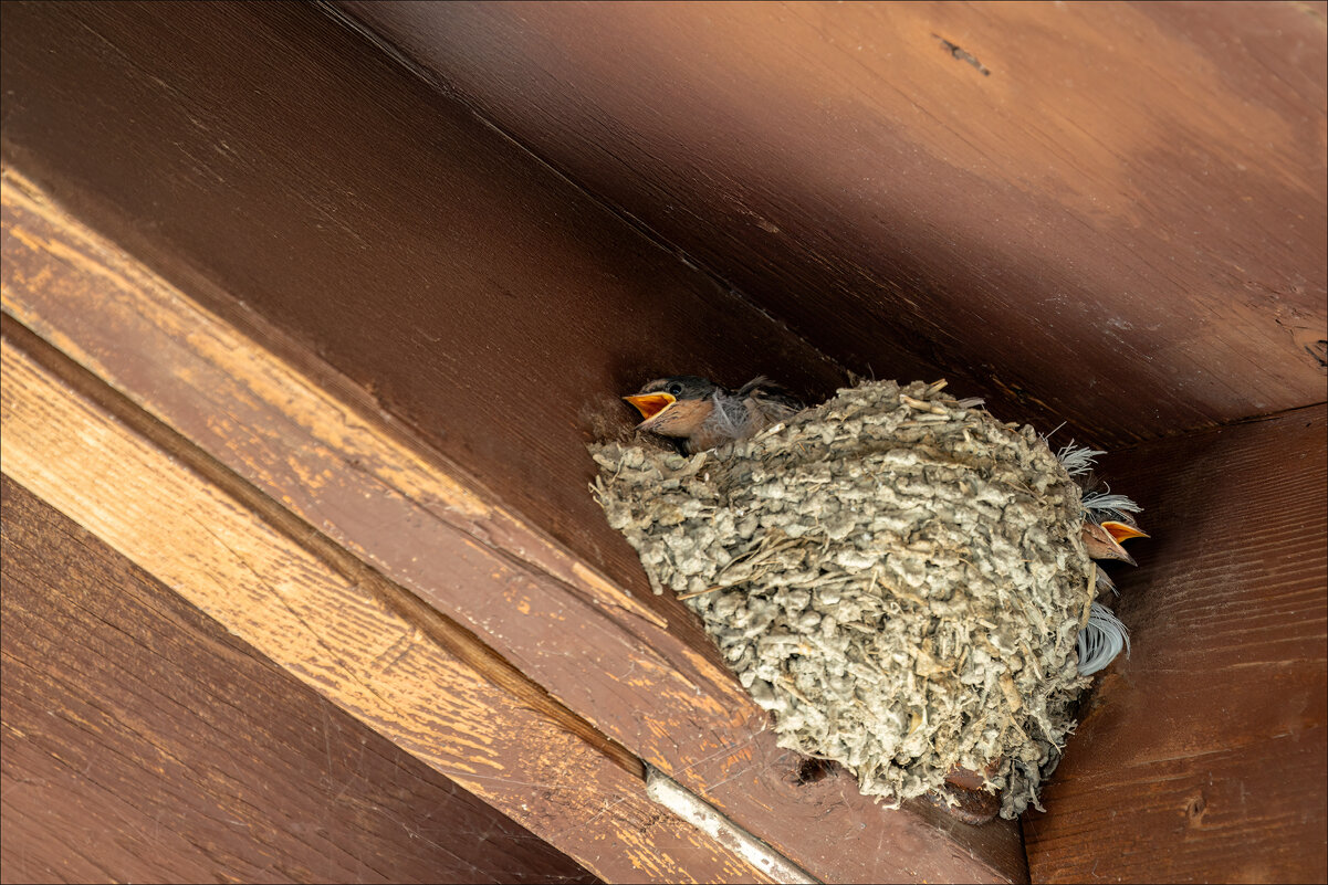 Два тенора - **** vedin