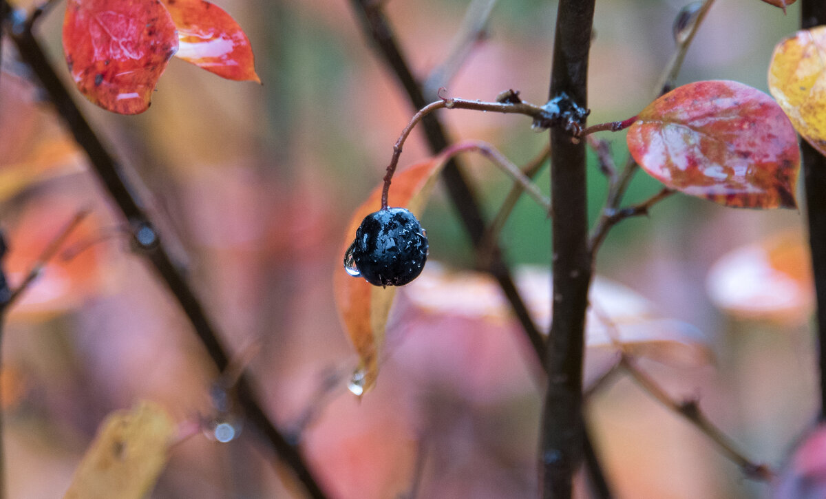 Акварельная осень. - Владимир Безбородов