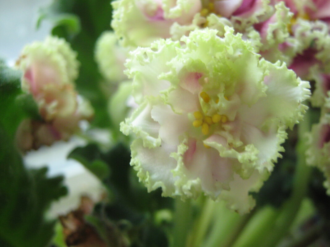 Фиалка - Елена Семигина