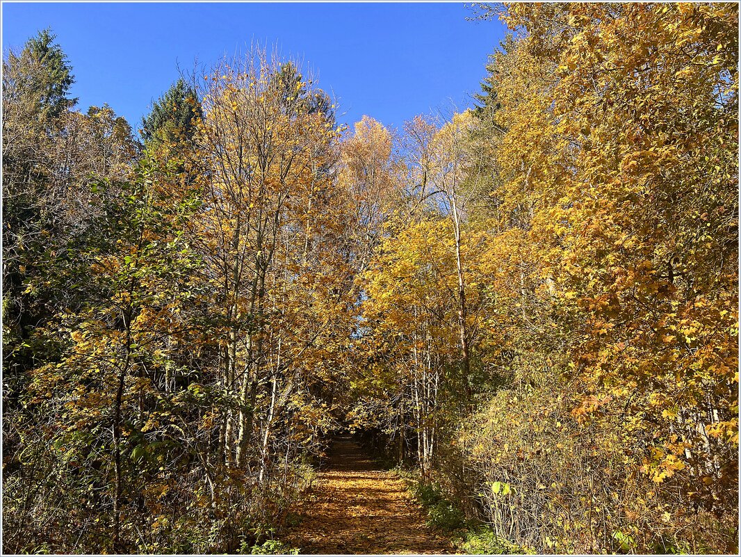 Осень золотая. - Валерия Комова