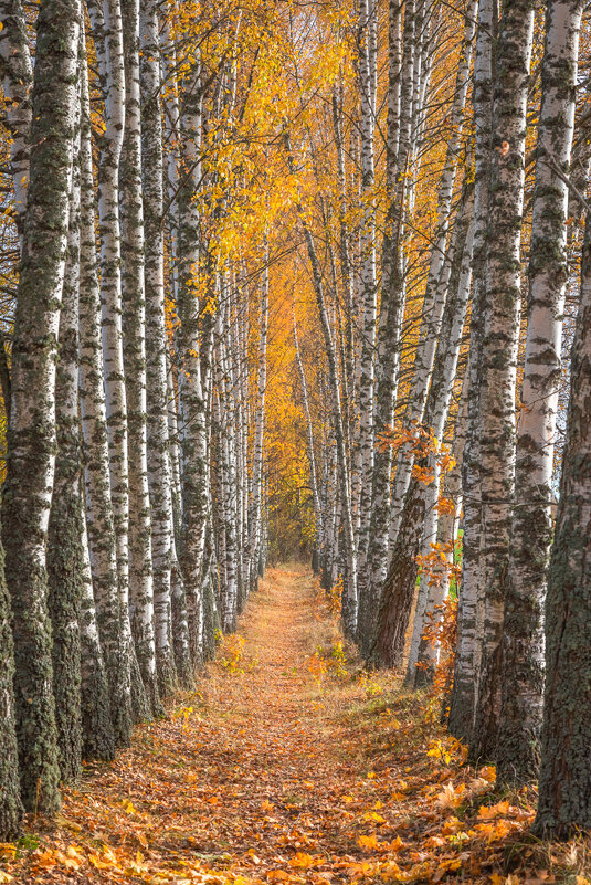**** - Елизавета .