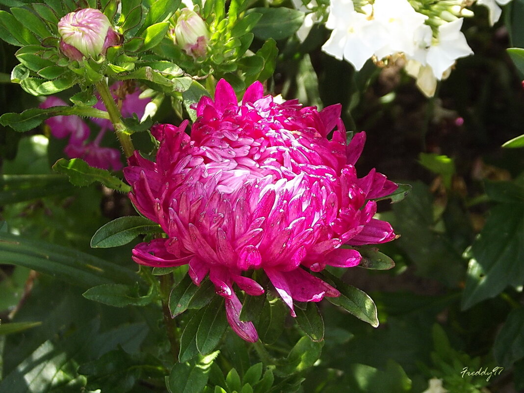 Астра - Freddy 97