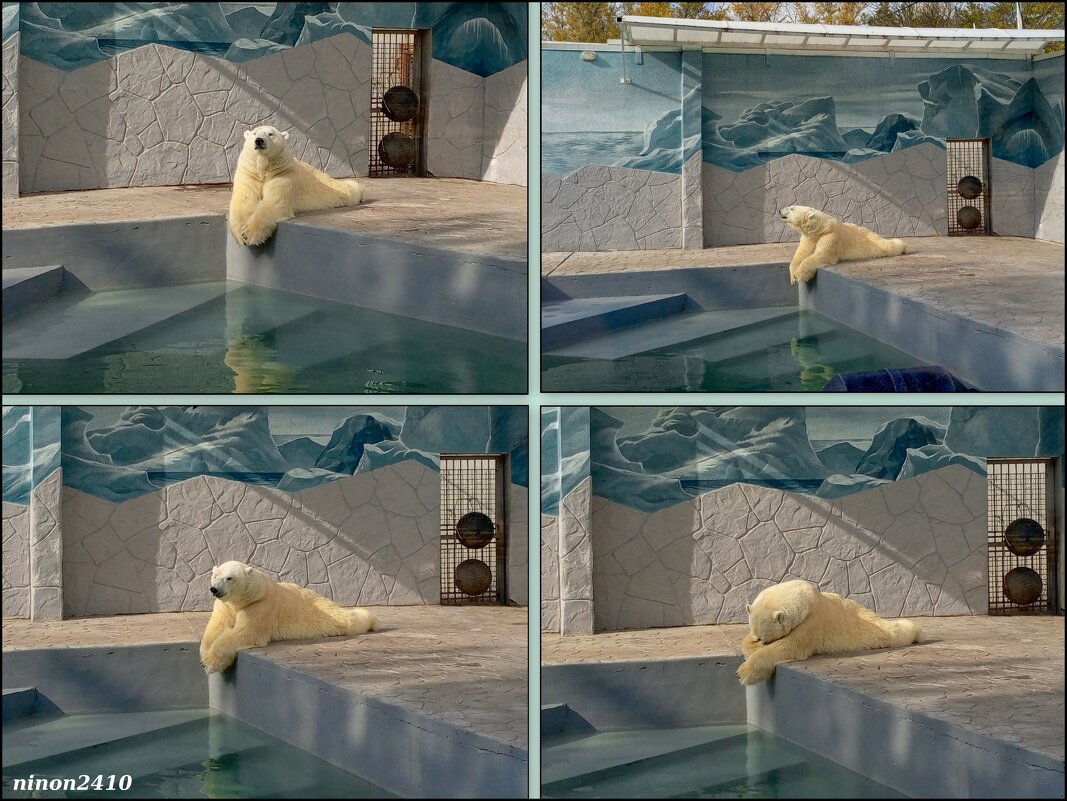 В ростовском зоопарке... - Нина Бутко