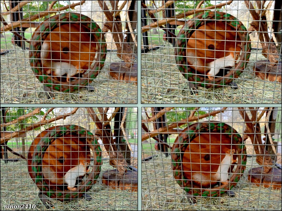 Белка в колесе - Нина Бутко