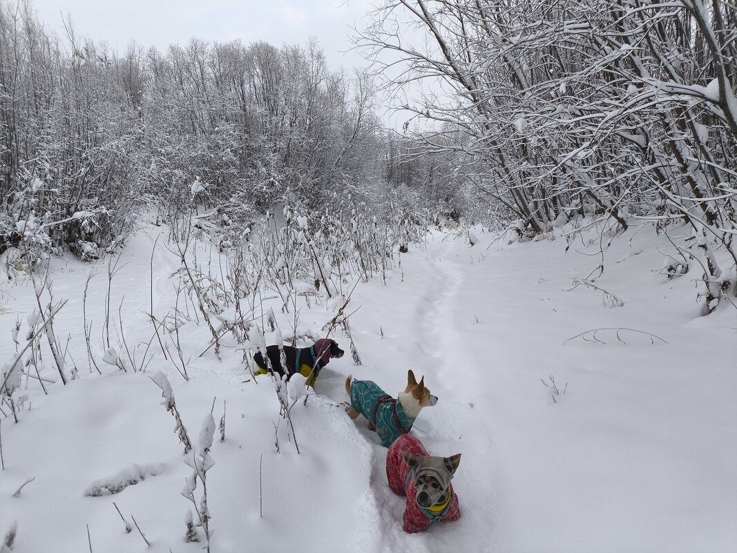 Зимние прогулки - Anna Ivanova
