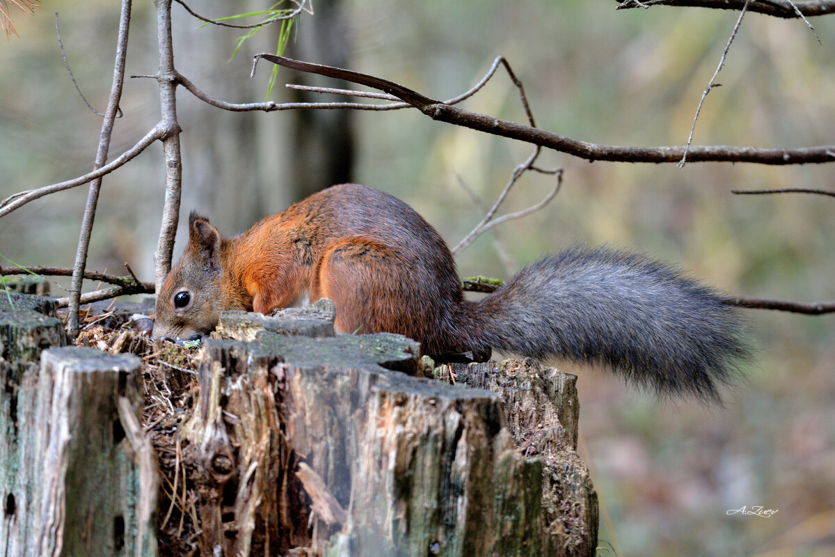 ** - Александр Зуев