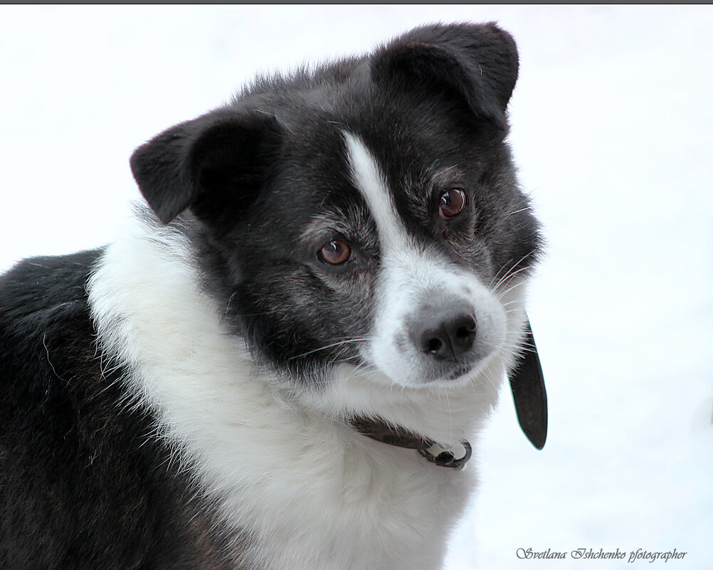 Дружок - Светлана Ищенко