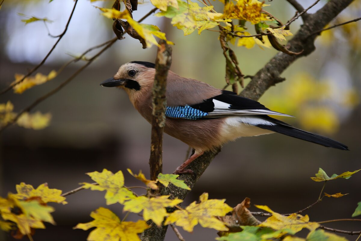 Сойка - Evgeny Mameev