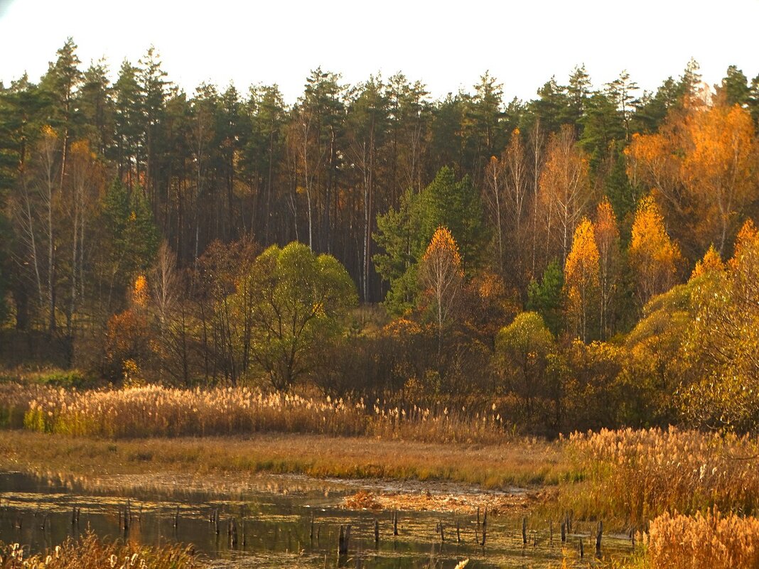 Осень2025 - Татьяна Венцель