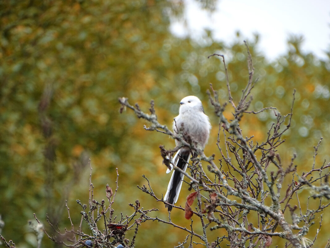 Длиннохвостая синица - Татьяна Венцель