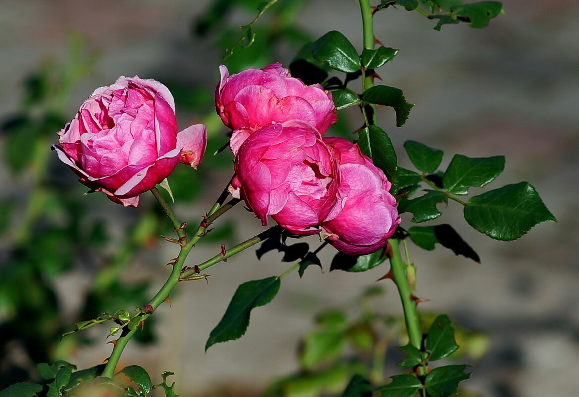 Осенние... - Николай Саржанов