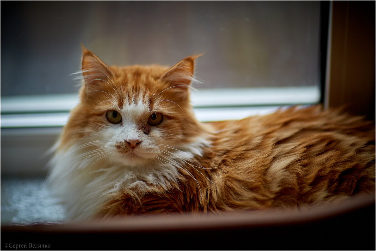 Кузя) - Сергей Величко