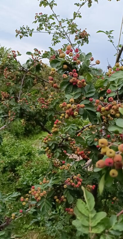 монастырский сад - Галина R...