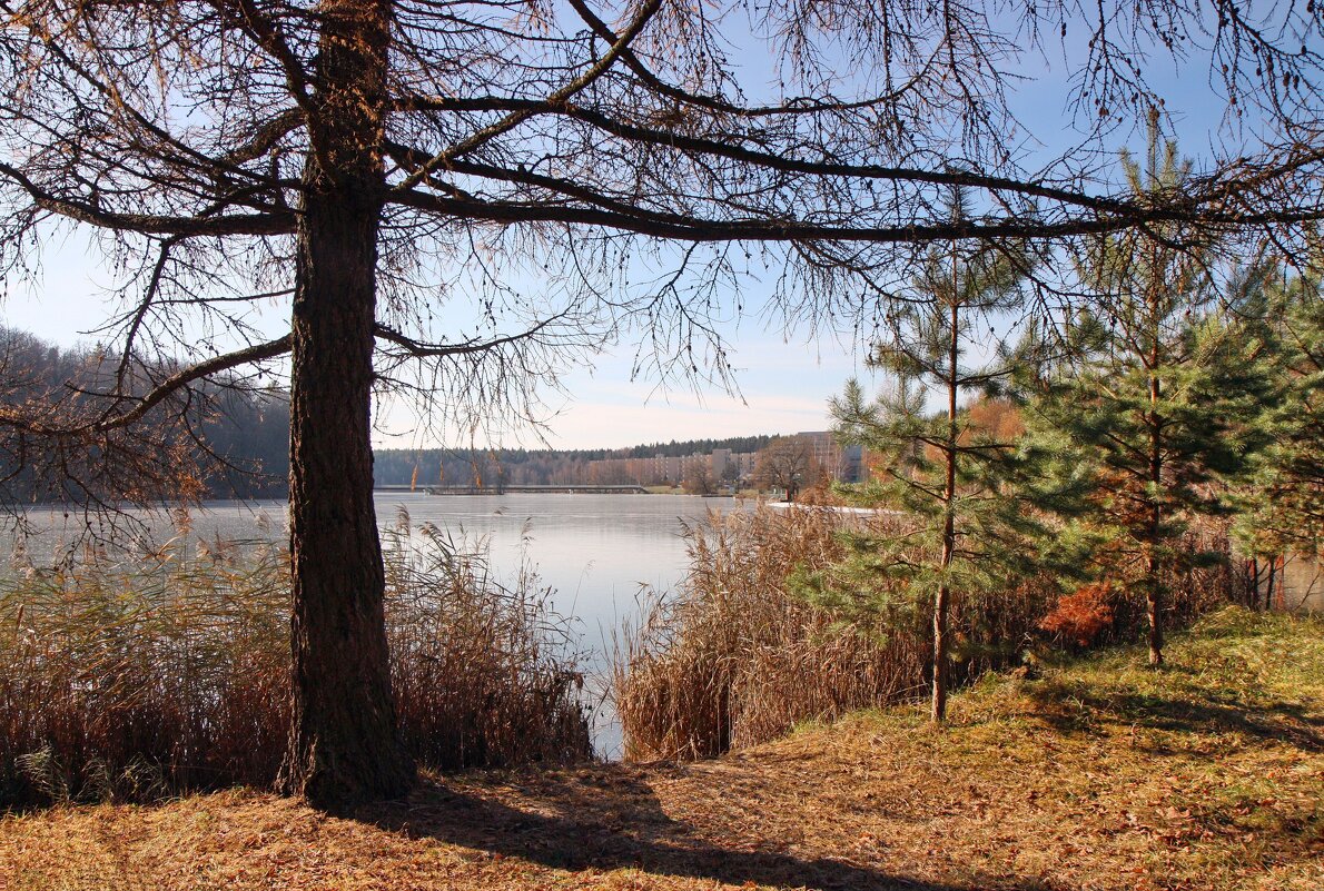 Вороново - ZNatasha -