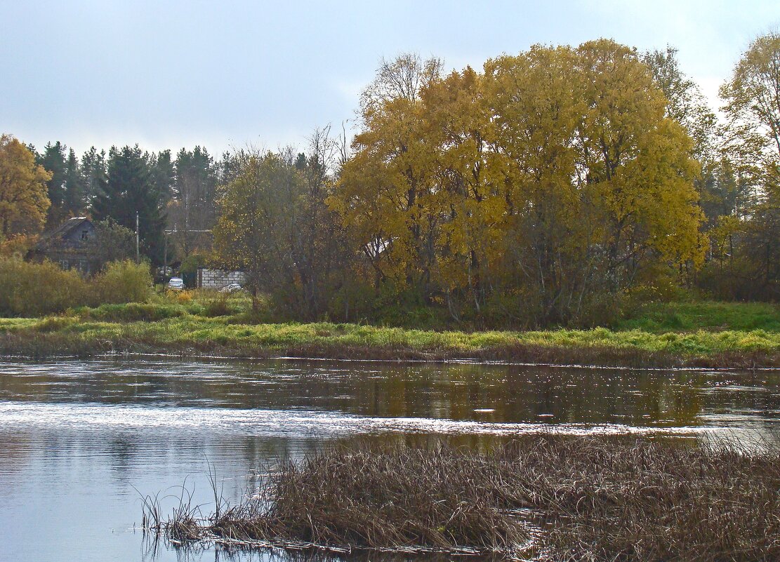 *** - gawrilа - dan