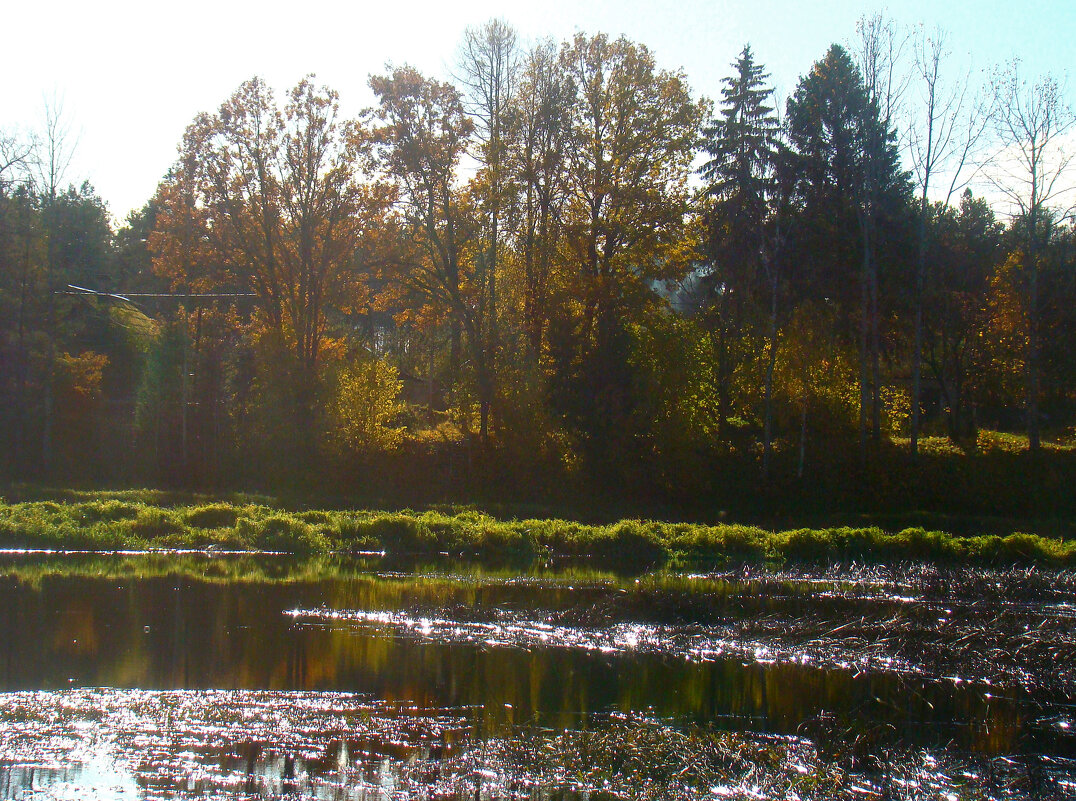 *** - gawrilа - dan