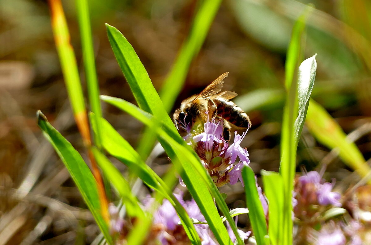 из жизни насекомых 1 - Александр Прокудин из жизни насекомых 1 - Александр Прокудин
