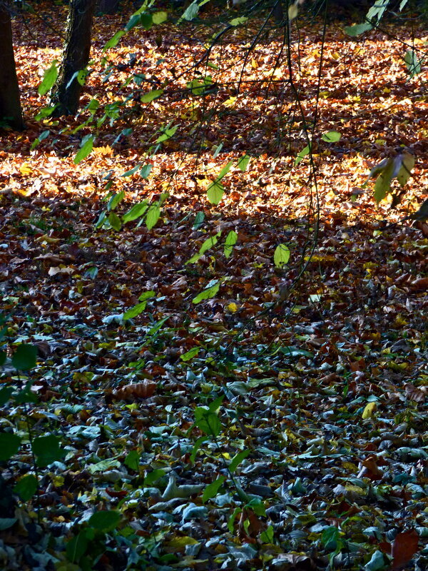 Осень 29 - Алексей Кузнецов