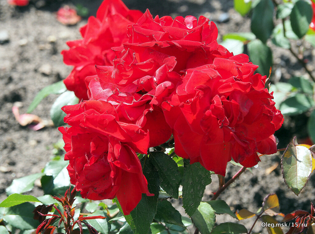 они на радость нам даны - Олег Лукьянов