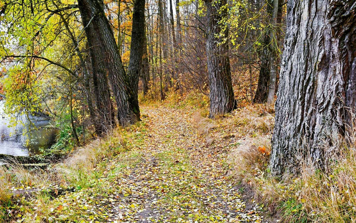 Осень в октябре (репортаж из поездок по области) - Милешкин Владимир Алексеевич 