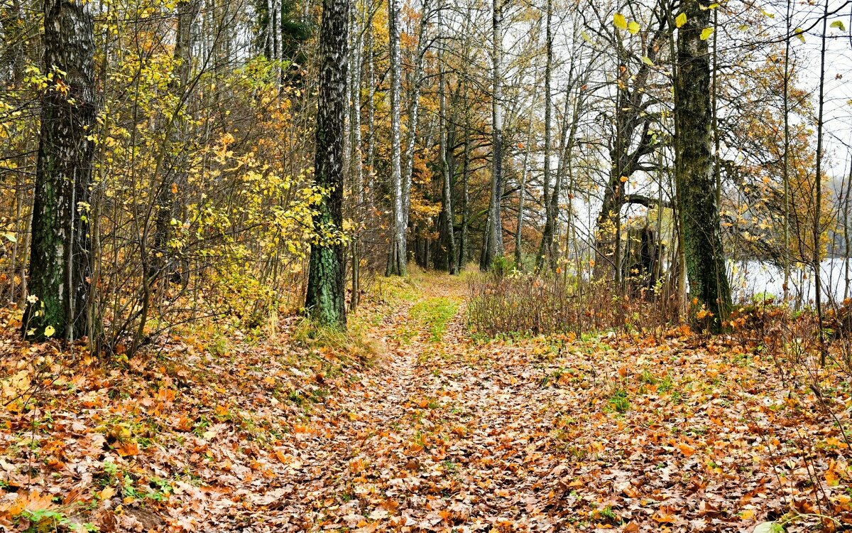 В осеннем лесу. - Милешкин Владимир Алексеевич 