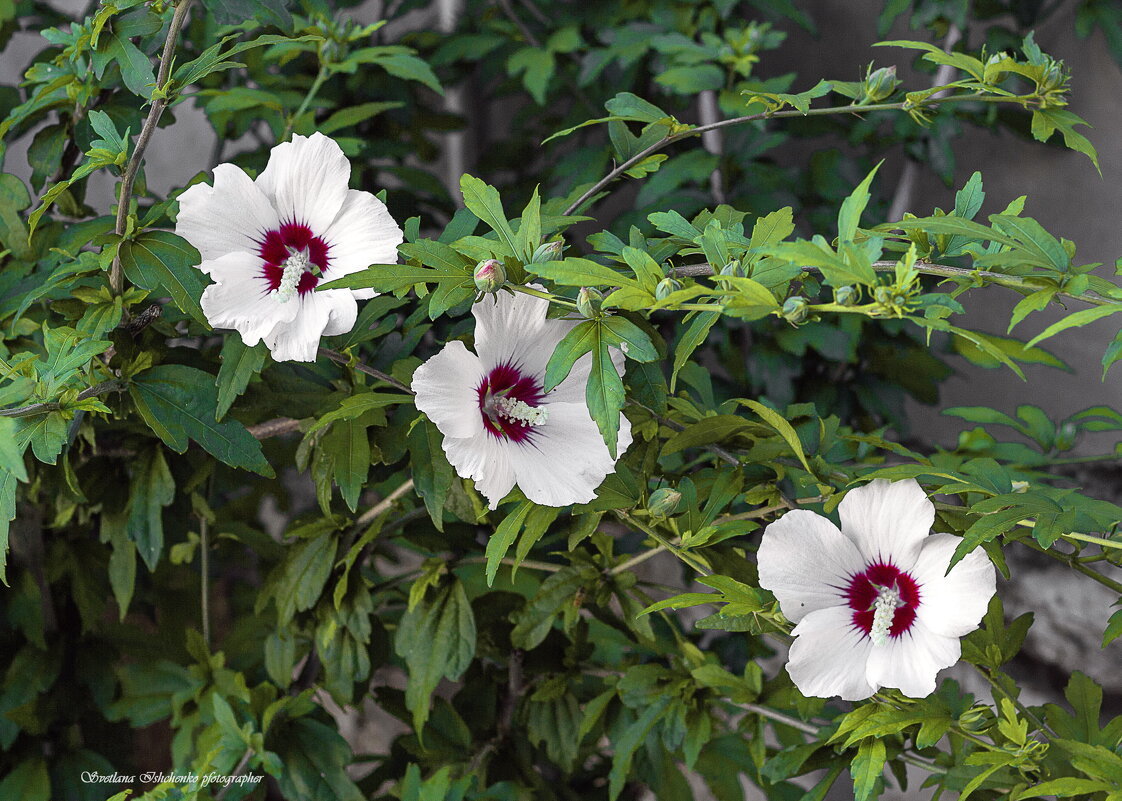 Сирийский гибискус - Светлана Ищенко