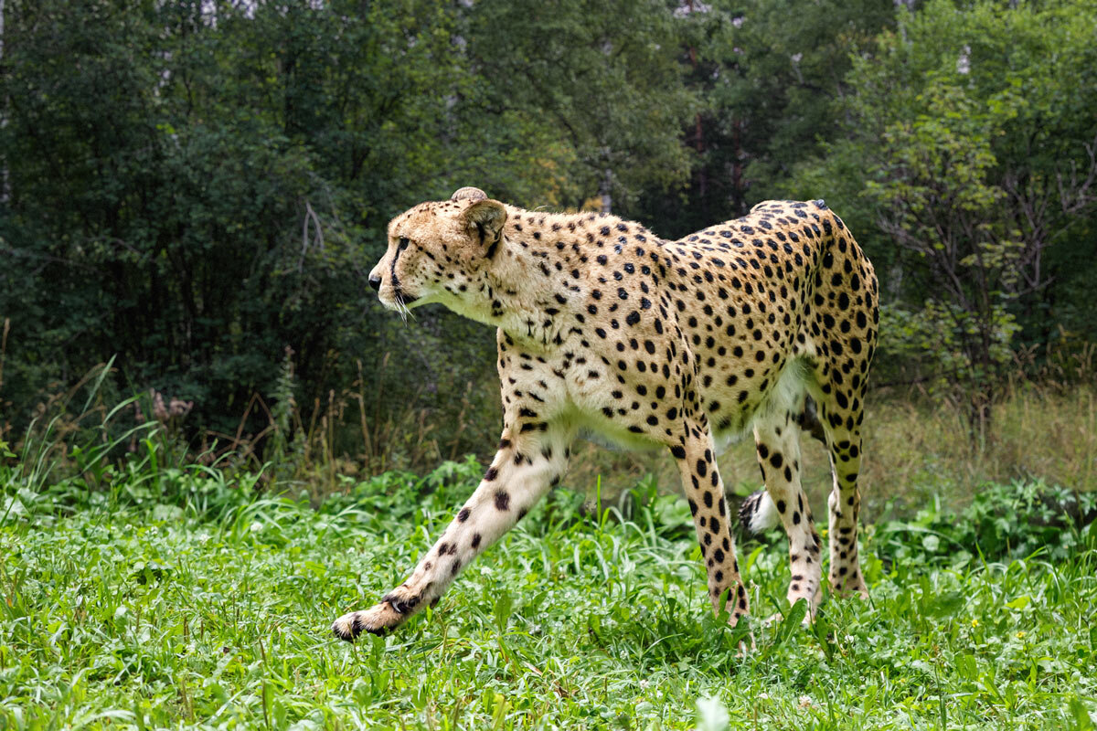 Гепард - SanSan 