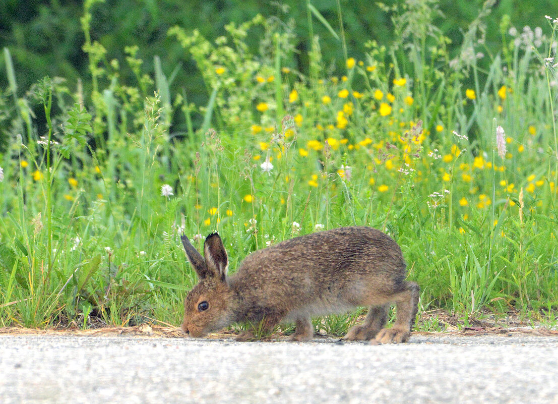 Вышел зайчик погулять. - Михаил Белоусов Вышел зайчик погулять. - Михаил Белоусов
