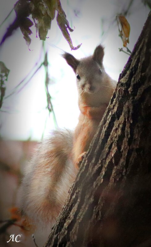 Любознательная - Любовь Сахарова