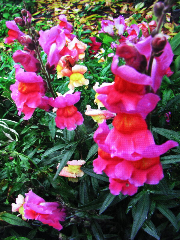 Львиный зев - Людмила Смородинская Львиный зев - Людмила Смородинская