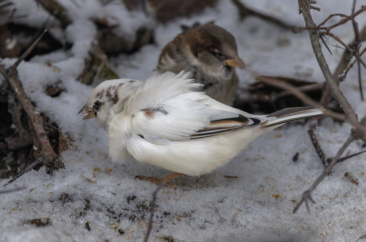 из жизни воробьев.белый воробей. - юрий макаров