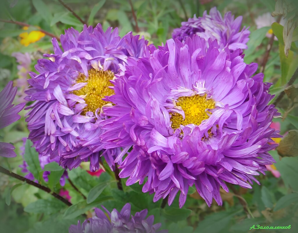 Про цветы осени... - Андрей Заломленков