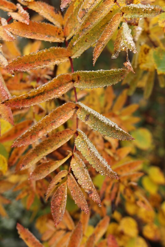 Рябиновая осень - Ольга 