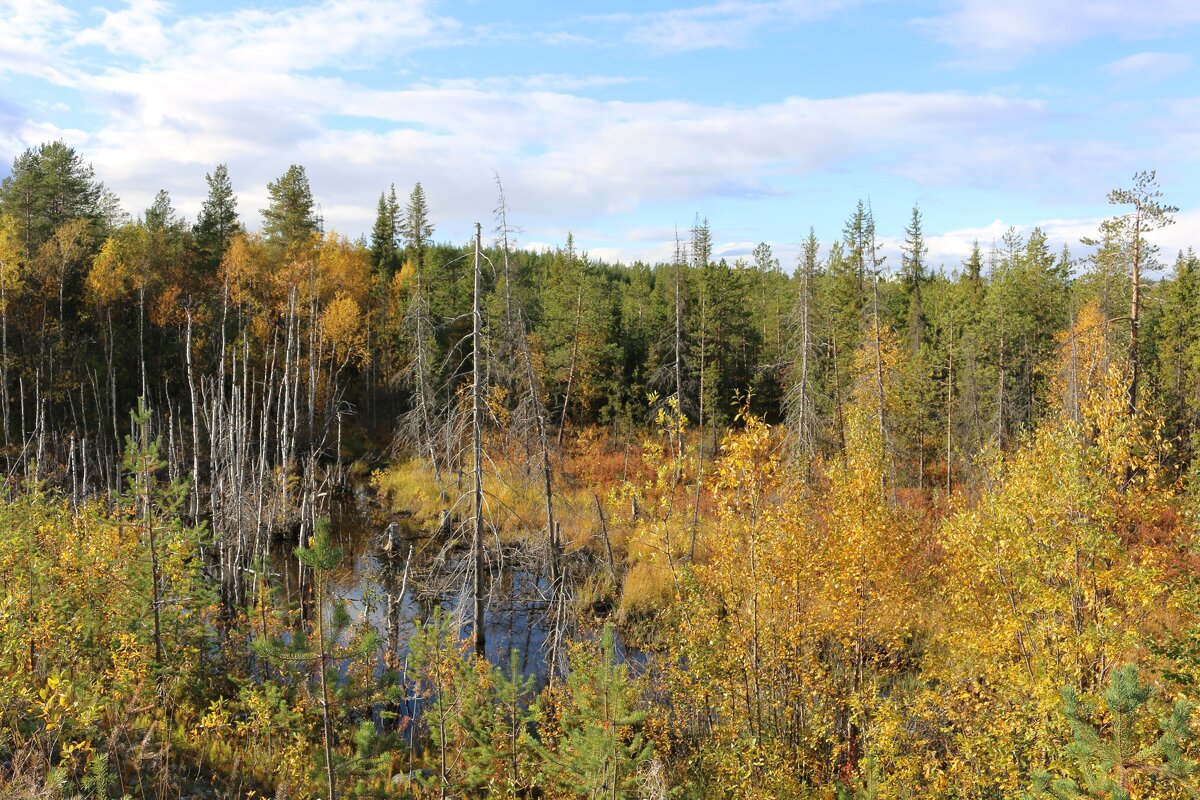 Осень на болотах - Ольга 