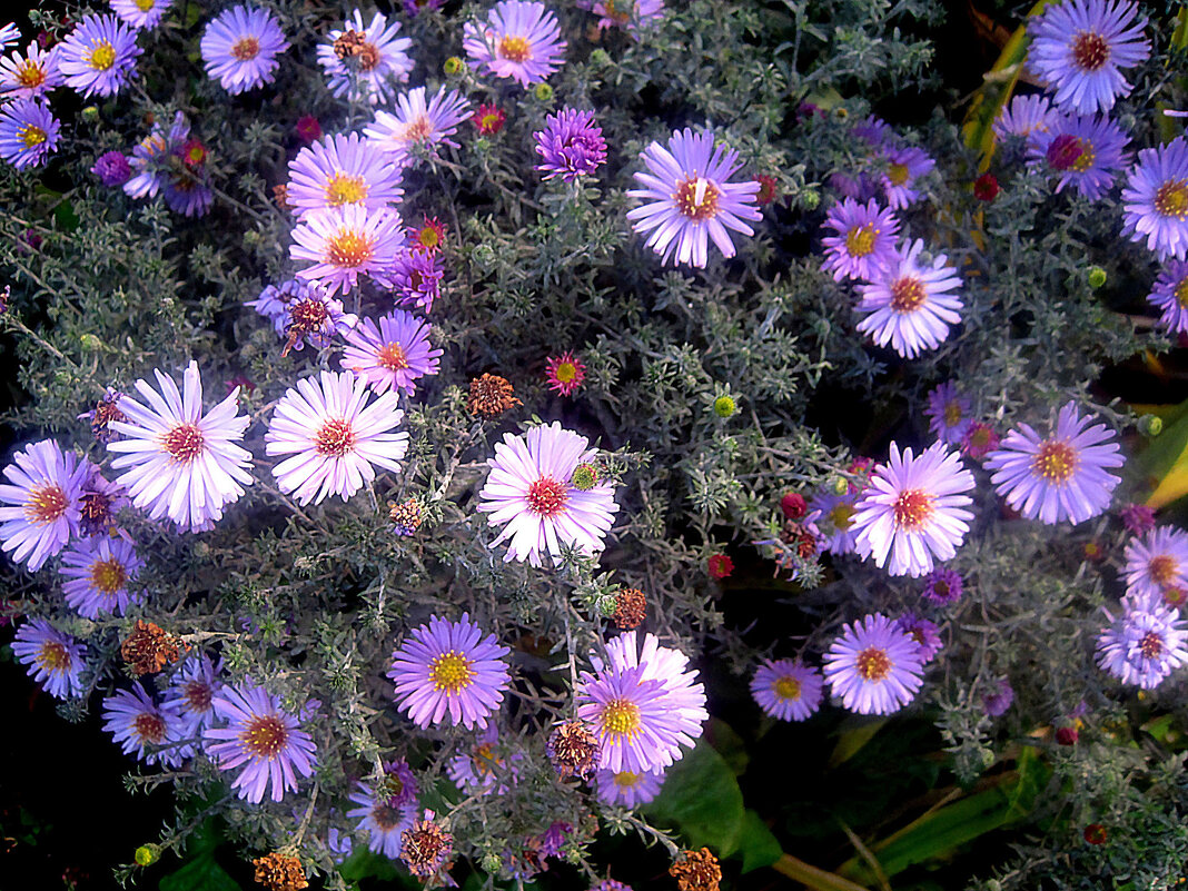 Осеннее - Елена Семигина