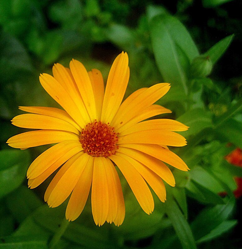 Солнечный - Елена Семигина Солнечный - Елена Семигина