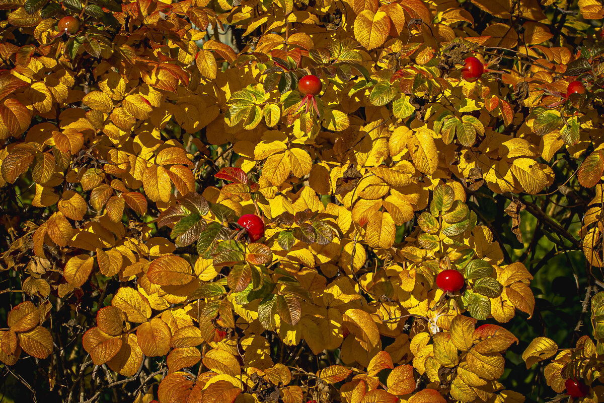 Солнечный день октября. - Петр Беляков